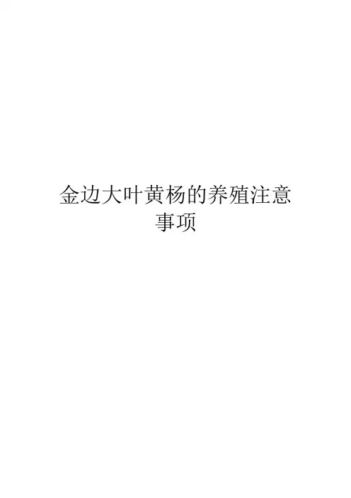 金边大叶黄杨的养殖注意事项