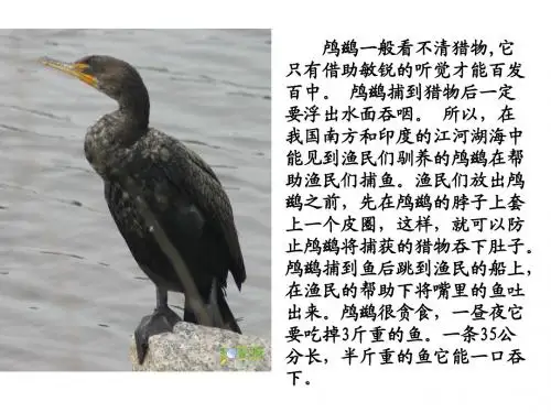 39_鸬鹚