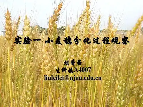 小麦穗分化观察