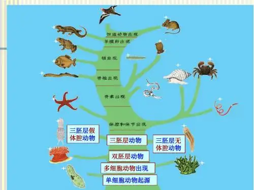 7-y原腔动物吴