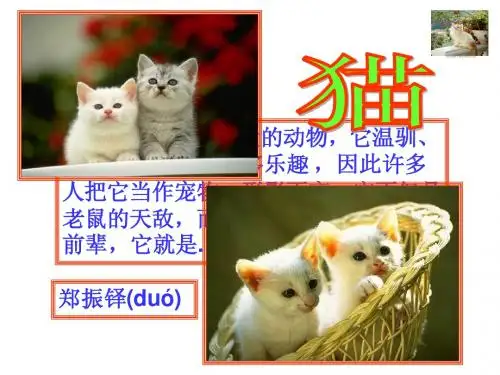 猫课件(可用)