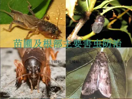 苗圃及根部主要害虫防治
