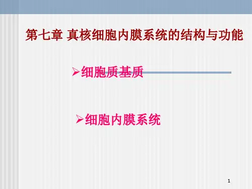 第7章 细胞基质与细胞内膜系统