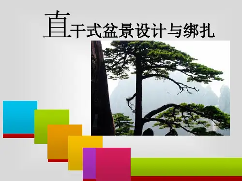 直干式盆景制作上课课件125
