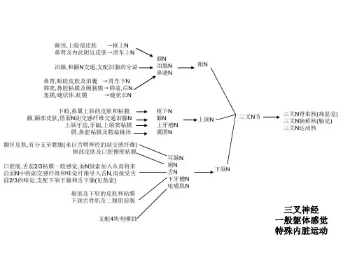 神经解剖笔记