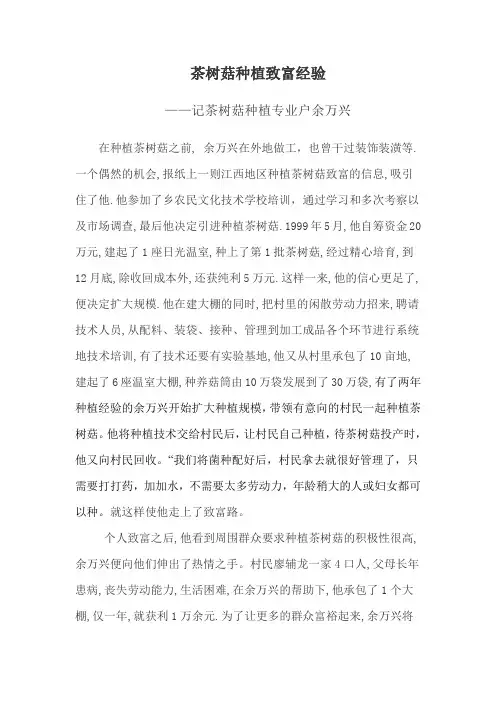 茶树菇种植致富经验