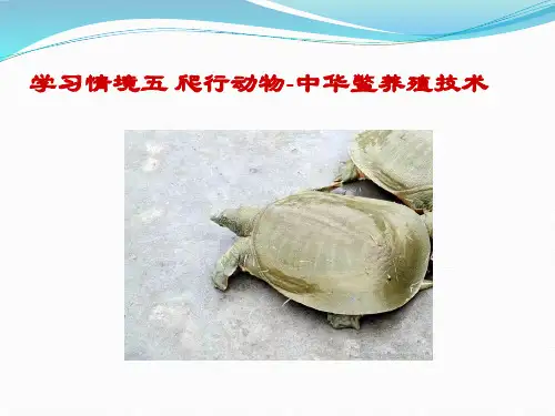 中华鳖养殖技术雌