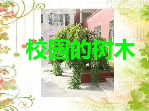 三年级科学上册 课件 校园的树木｜教科版