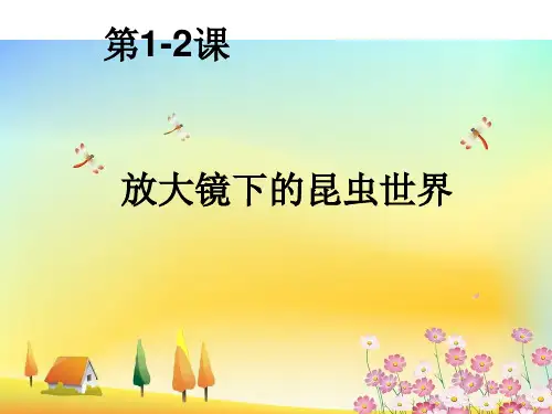 六年级科学下册课件-2 放大镜下的昆虫世界 -教科版 21张