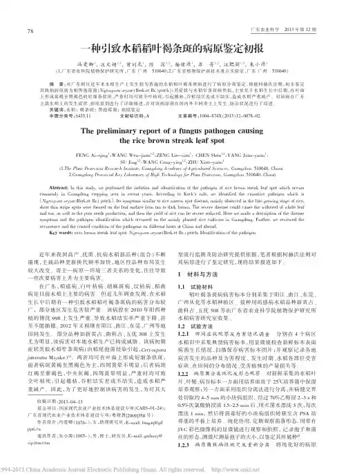 一种引致水稻稻叶褐条斑的病原鉴定初报_冯爱卿
