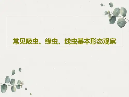 常见吸虫、绦虫、线虫基本形态观察共24页