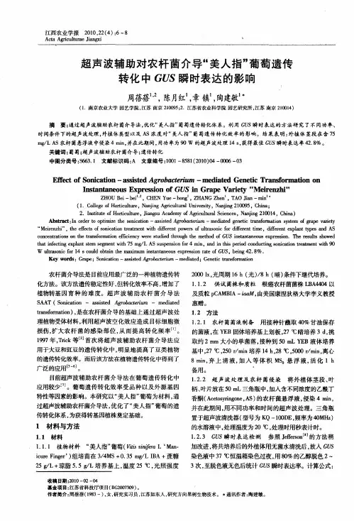 超声波辅助对农杆菌介导“美人指”葡萄遗传转化中GUS瞬时表达的影响