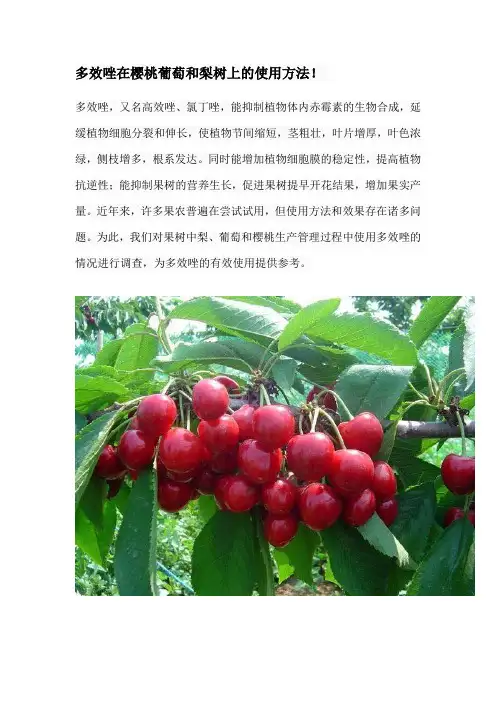 多效唑在樱桃葡萄和梨树上的使用方法