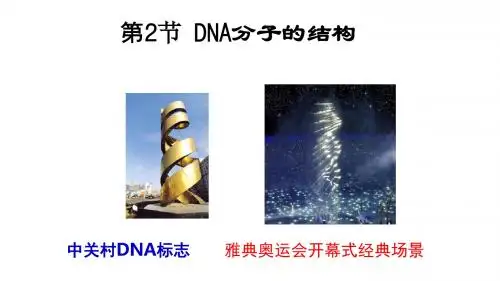 DNA的分子结构