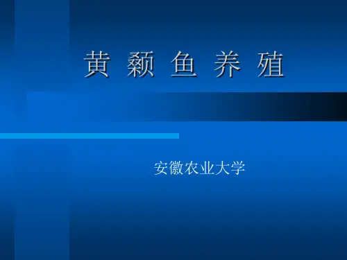 黄颡鱼养殖