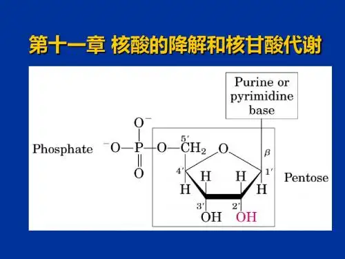 第十一章核酸的降解和核甘酸代谢