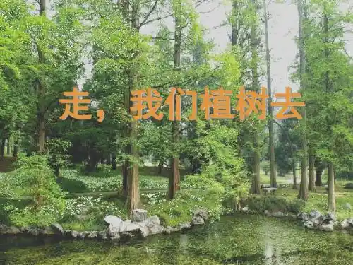 1苏教版四年级下册语文《走,我们去植树》课件PPT