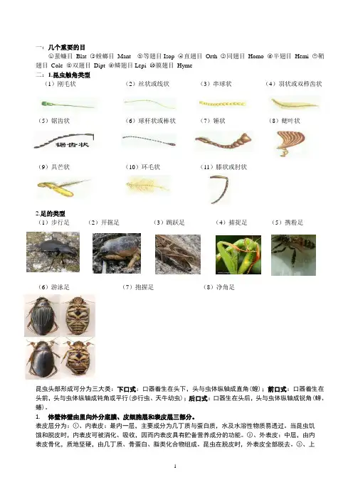 昆虫学复习