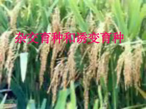 人教版教学课件杂交育种与诱变育种