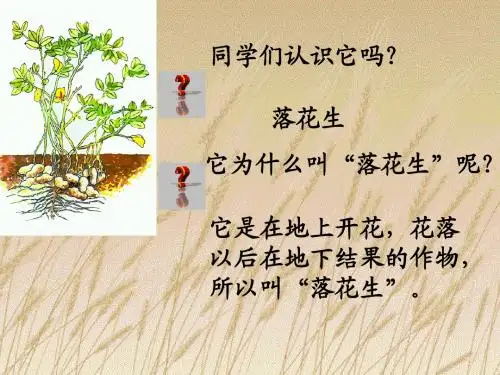 落花生(已修改)