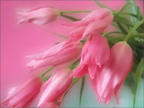 那些花儿…【极品美图】