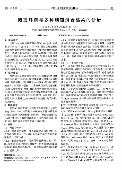 猪蓝耳病与多种细菌混合感染的诊治