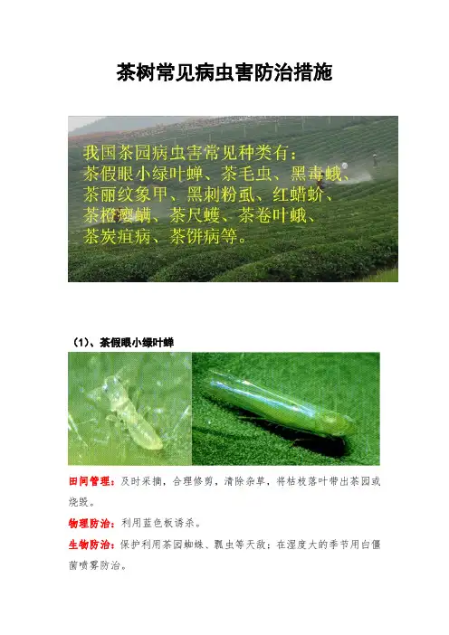 茶树常见病虫害防治措施