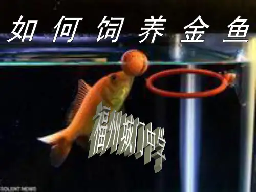 如何饲养金鱼的研究性学习