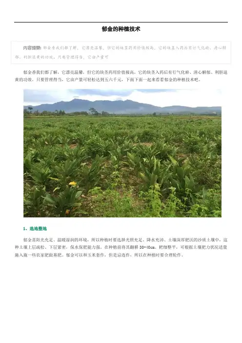 郁金的种植技术