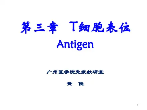 T细胞表位的研究总结
