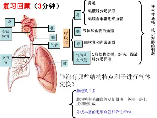 第10章 人体的能量供应(第2课时)七年级下学期生物(北师大版)