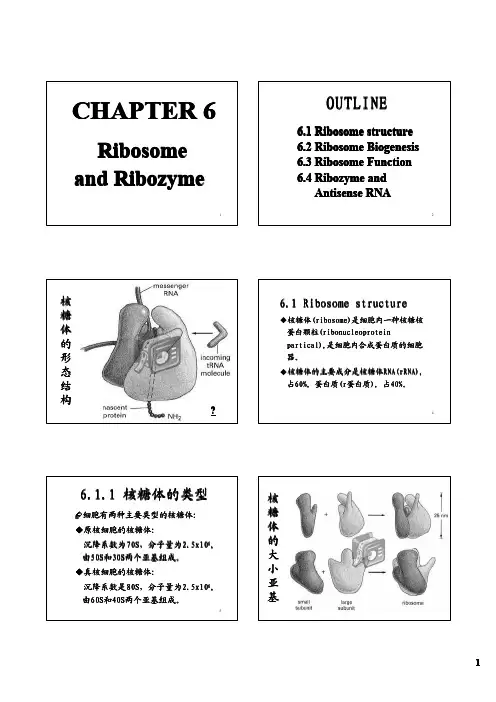 中山大学细胞生物学课件(王金发)第6章 (PPTminimizer)