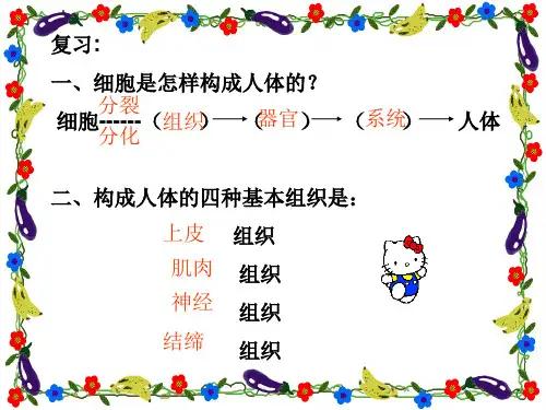 植物体的结构层次PPT课件10 人教版优秀课件
