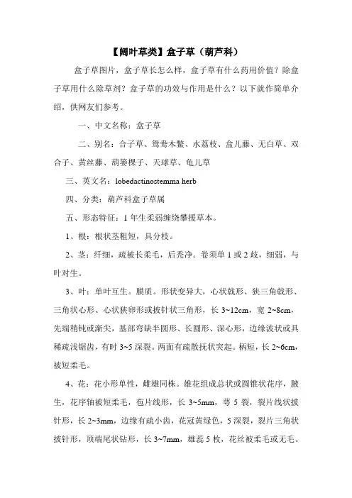 【阔叶草类】盒子草(葫芦科)