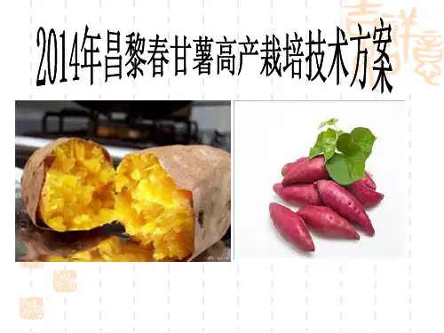 甘薯栽培方案