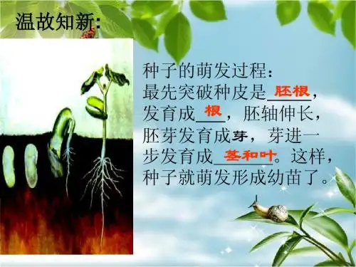 植株的生长1