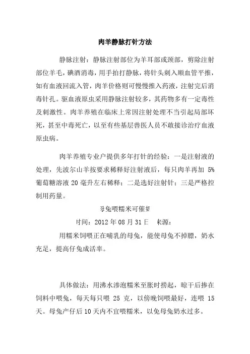 肉羊静脉注射的方法
