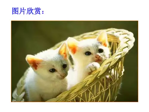 郑振铎《猫》课件(31页)