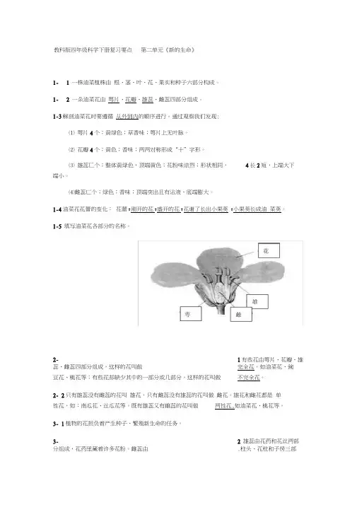教科版四年级科学下册复习要点-第二单元《新的生命》
