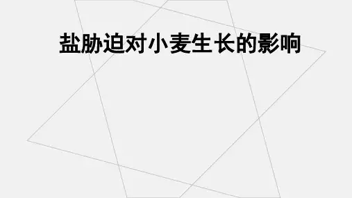 盐胁迫对小麦生长的影响