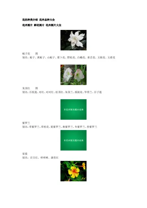 花卉介绍【附图】