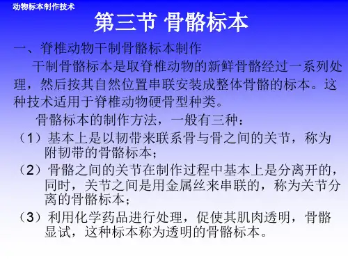 第三节骨骼标本