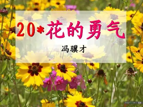 20、花的勇气(完美版)