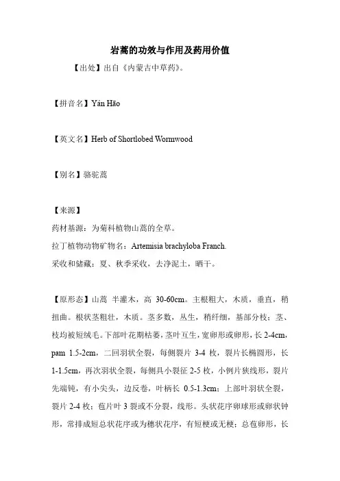 岩蒿的功效与作用及药用价值