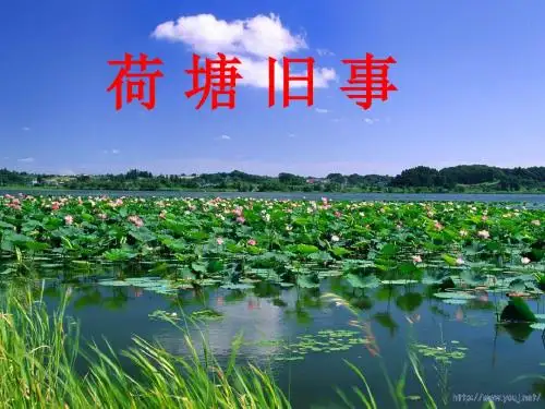荷塘旧事