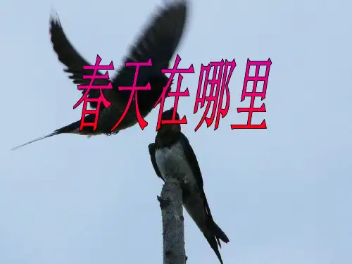 《春天在哪里》PPT课件2