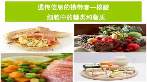 2019年高考生物大一轮精品复习课件：遗传信息的携带者--核酸  细胞中的糖类和脂质.ppt(共32张)