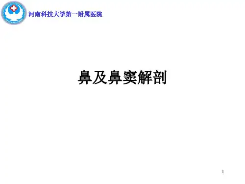鼻及鼻窦解剖PPT参考课件