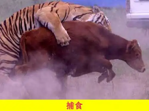 动物的运动.ppt