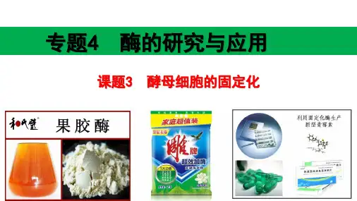 人教版高二选修一4.3酵母细胞的固定化课件28PPT